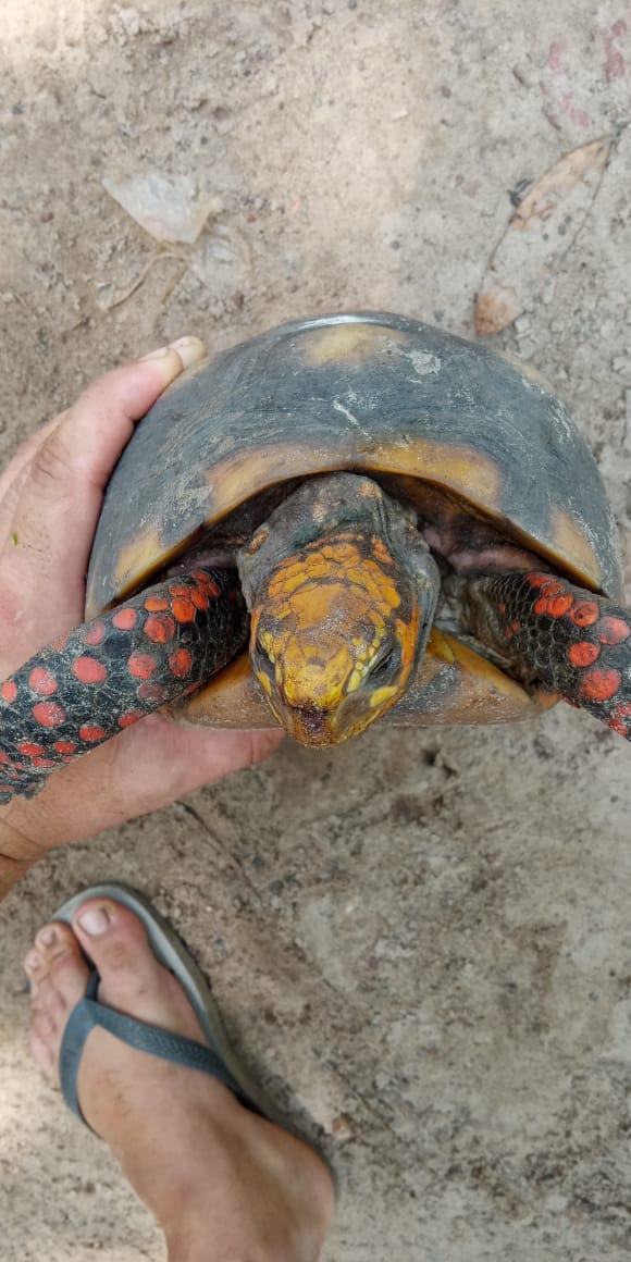 Você sabia que os jubutis são muitos curiosos, até fazem escaladas para matar a curiosidade.